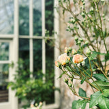 Garden Shed Floral Workshops & Garden Tours  2025