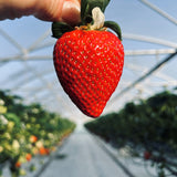 Seahills Classic Scottish Strawberries