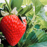 Seahills Classic Scottish Strawberries