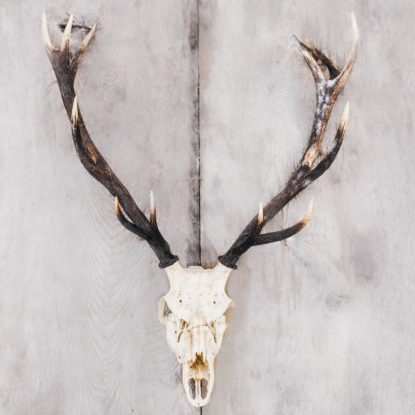 Red cheap deer antler