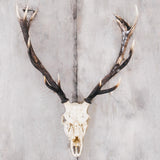 Red Deer Antlers