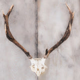 Red Deer Antlers