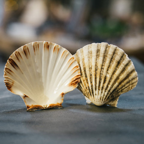 Scallop Shell