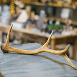 Red Deer Antlers