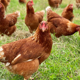Balgove Free Range Eggs