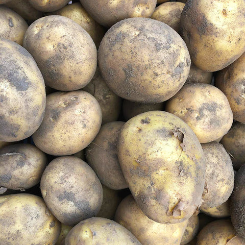 Fife Maris Piper Potatoes