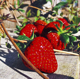 Fife Strawberries