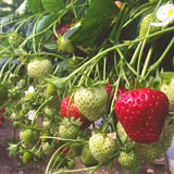 Fife Strawberries